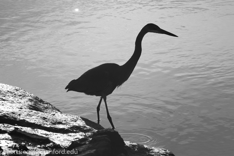 hayward regional shoreline